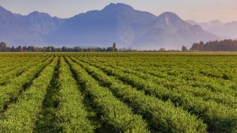 Canadian Blueberry Farm